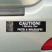 Autocollant De Voiture Collection de chevalets pare-chocs TABBY KITTEN (En voiture)