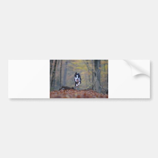 Autocollant De Voiture collie frontière courant dans les bois (Devant)