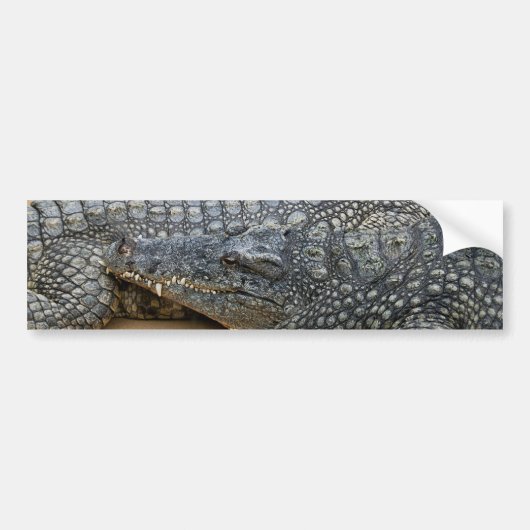 Autocollant De Voiture Crocodiles (Devant)