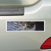 Autocollant De Voiture Curieux chat (En voiture)