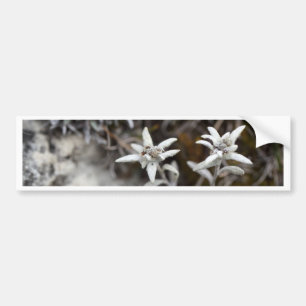 Autocollant De Voiture Edelweiss alpin