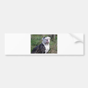 Autocollant De Voiture English Bulldog