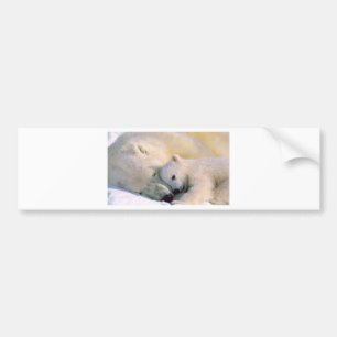 Autocollant De Voiture Étreintes d'ours blanc