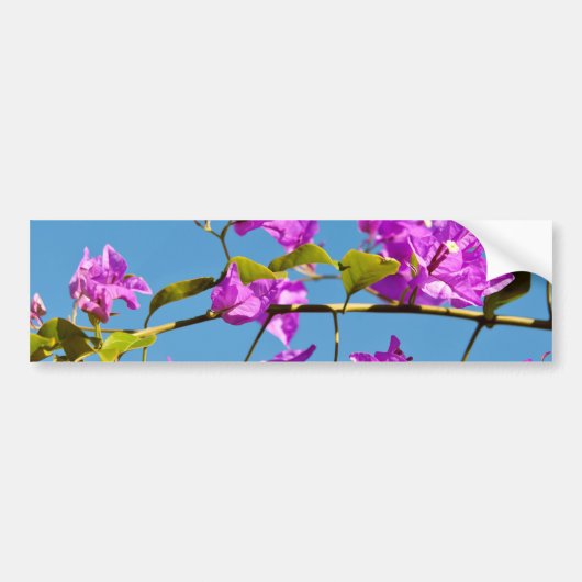 Autocollant De Voiture Fleurs de Bougainvilliers (Devant)