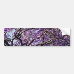 Autocollant De Voiture Fleurs de fleur d'arbre de Jacaranda au printemps