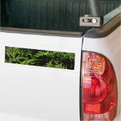 Autocollant De Voiture Forest Floor Ferns (Sur camion)