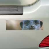 Autocollant De Voiture Funny Meerkat (En voiture)
