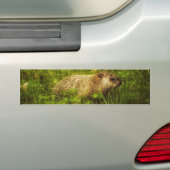 Autocollant De Voiture Groundhog (En voiture)