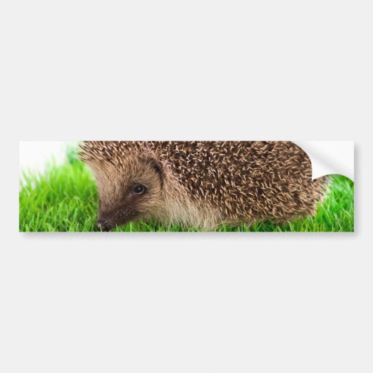 Autocollant De Voiture hedgehog (Devant)