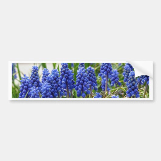 Autocollant De Voiture Hyacinthe de raisin (Devant)