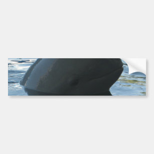 Autocollant De Voiture Irrawaddy Dolphin Peek-A-Boo