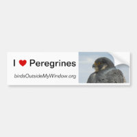 J'aime des Peregrines Pittsburgh