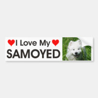 J'aime mon adhésif pour pare-chocs de Samoyed