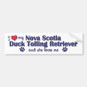 Autocollant De Voiture J'aime mon chien d'arrêt de tintement de canard d