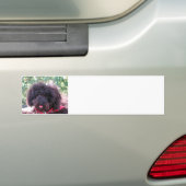 Autocollant De Voiture Jouet Poodle Noir (En voiture)