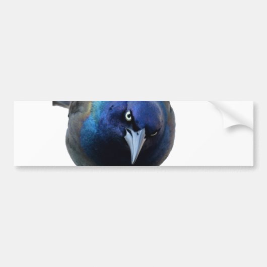 Autocollant De Voiture Le Grackle fâché (Devant)