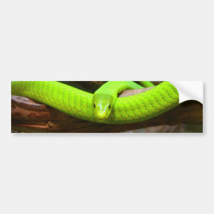 Autocollant De Voiture Le Serpent Green Mamba Animal Scary Party Destiné