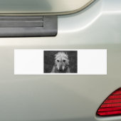 Autocollant De Voiture Lurcher (En voiture)
