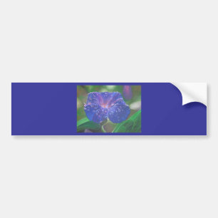 Autocollant De Voiture Morning Glory (Ipomoea Purpurea) Petals et Dew Dr.