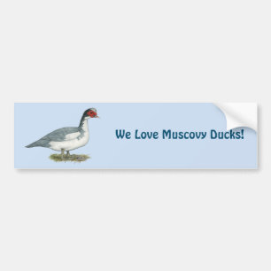 Autocollant De Voiture Muscovy Blue Pied Drake