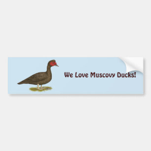 Autocollant De Voiture Muscovy Drake Chocolate
