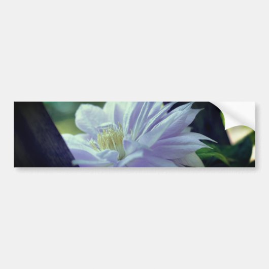Autocollant De Voiture Nestled Clematis Flower (Devant)