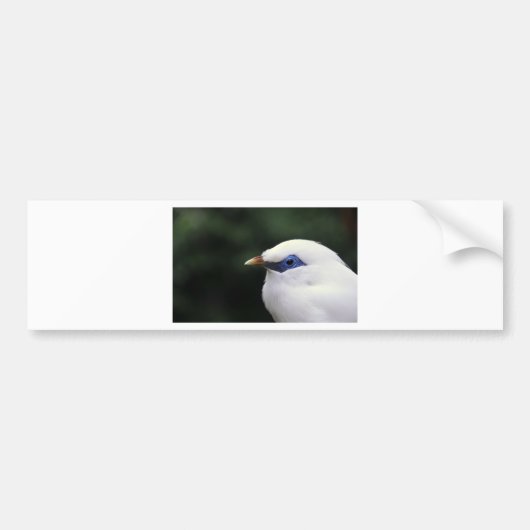 Autocollant De Voiture Oiseaux (Devant)