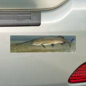 Autocollant De Voiture Paddlefish (En voiture)