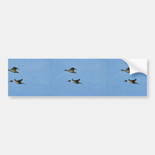 Autocollant De Voiture Paires de canard pilet du nord