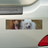 Autocollant De Voiture Paires de caniches (En voiture)