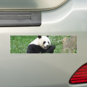 Autocollant De Voiture Panda géant mangeant le bambou (En voiture)