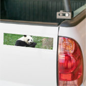 Autocollant De Voiture Panda géant mangeant le bambou (Sur camion)