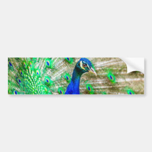 Autocollant De Voiture Peacock Plumage