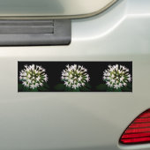 Autocollant De Voiture Pentas blancs (En voiture)