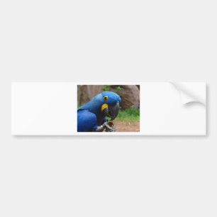 Autocollant De Voiture perroquet de blauaras