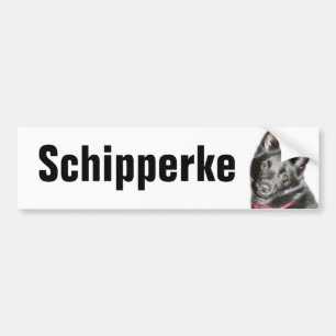 Autocollant De Voiture Photo Schipperke