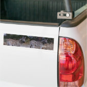 Autocollant De Voiture Photo Zebra Double Take (Sur camion)