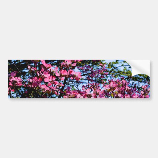 Autocollant De Voiture Pink flowering Dogwood tree (Devant)