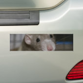 Autocollant De Voiture Rat curieux (En voiture)