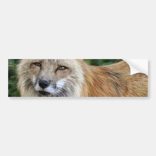 Autocollant De Voiture Renard sauvage