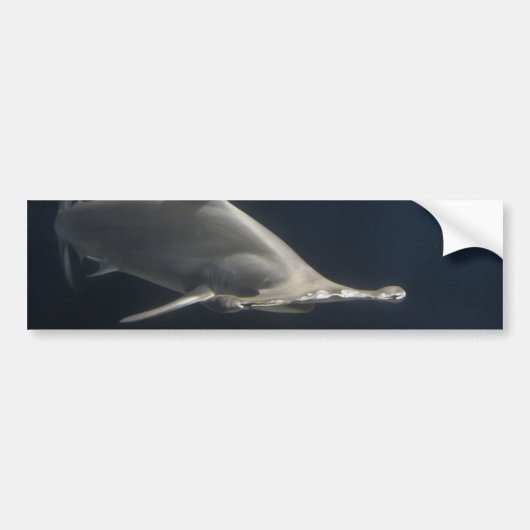Autocollant De Voiture Requin marteau (Devant)