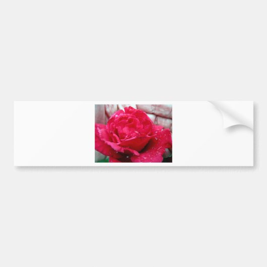 Autocollant De Voiture Rose rouge (Devant)