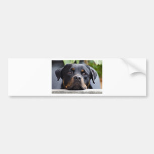 Autocollant De Voiture rottweiler 2.png