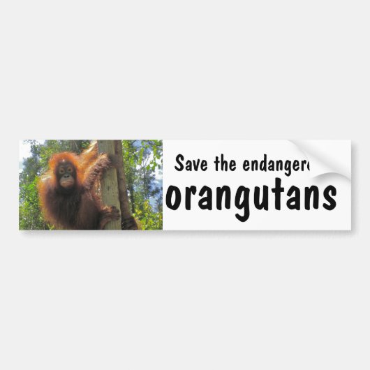 Autocollant De Voiture Sauvez les orangs-outans mis en danger (Devant)