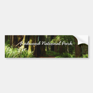 Autocollant De Voiture Séquoias et fougères au parc national de Redwood