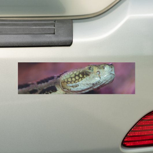 Autocollant De Voiture Serpent déplaisant (En voiture)