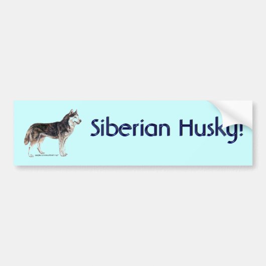 Autocollant De Voiture Sibérien Husky ! (Devant)