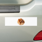 Autocollant De Voiture Spitz de Pomeranian (En voiture)