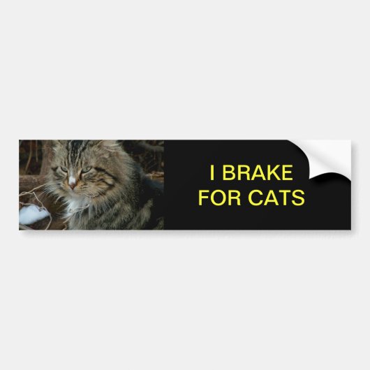 Autocollant De Voiture Sticule de pare-chocs de chat Maine Coon (Devant)