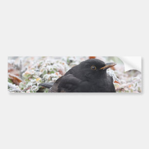 Autocollant De Voiture Sticule pare-chocs pour oiseaux noirs d'hiver